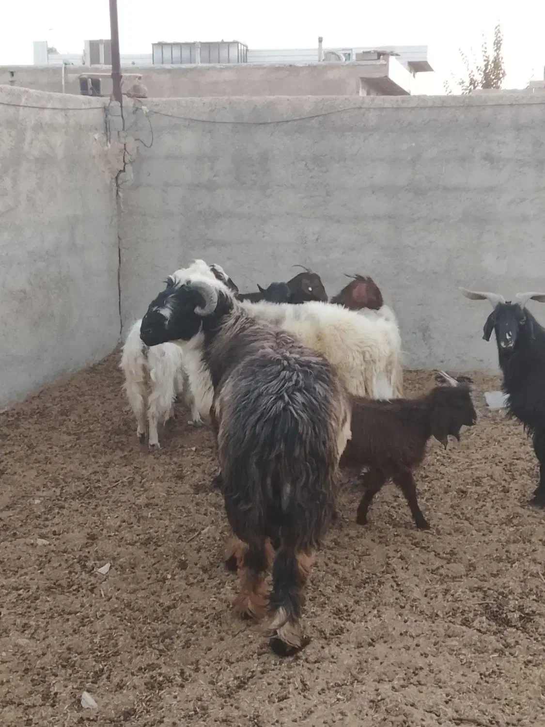 سلام بره نر و ماده کوهه قوچ بذری|حیوانات مزرعه|شیراز, آبیاری|دیوار