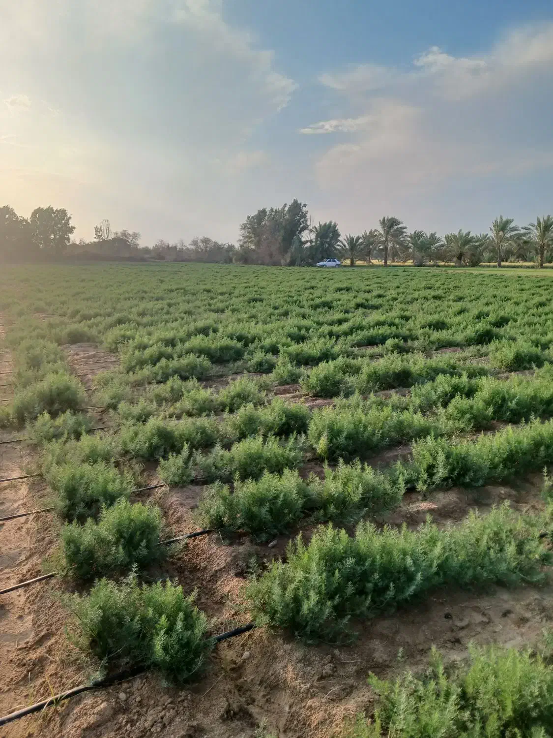 بذر شوید گاوریش، صادراتی|خدمات باغبانی و درختکاری|بوشهر, |دیوار