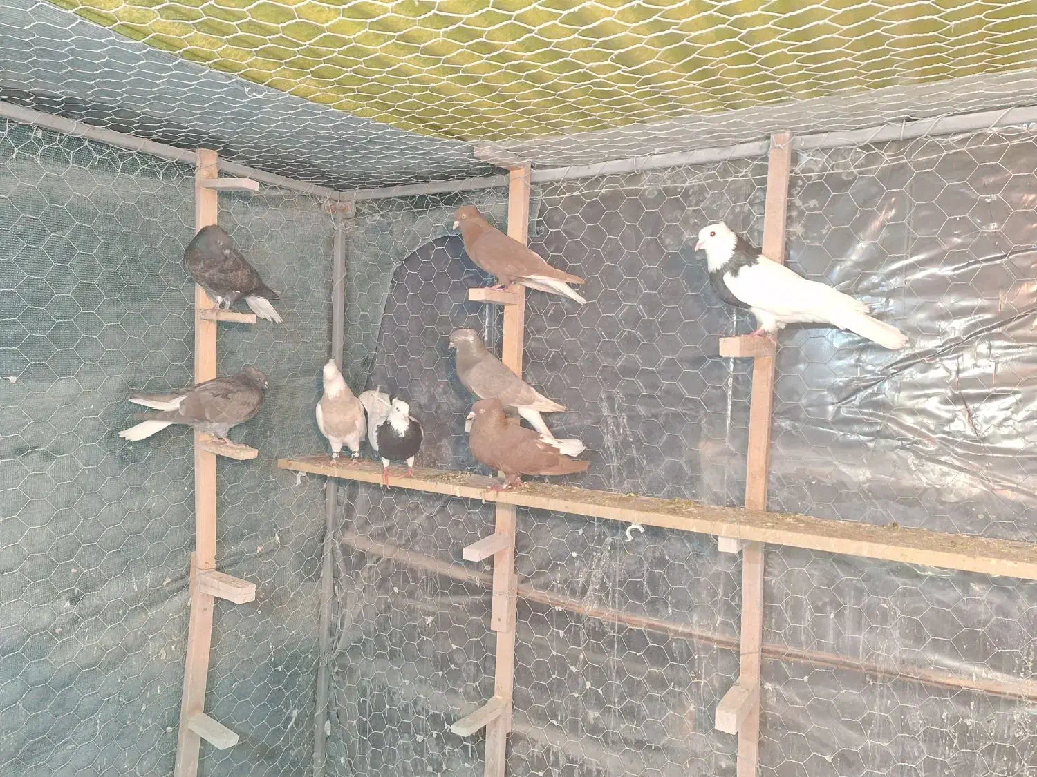 کبوتر رنگی . دمسفید  و  طوقی|پرنده|شاهین‌شهر, شهرک میلاد|دیوار