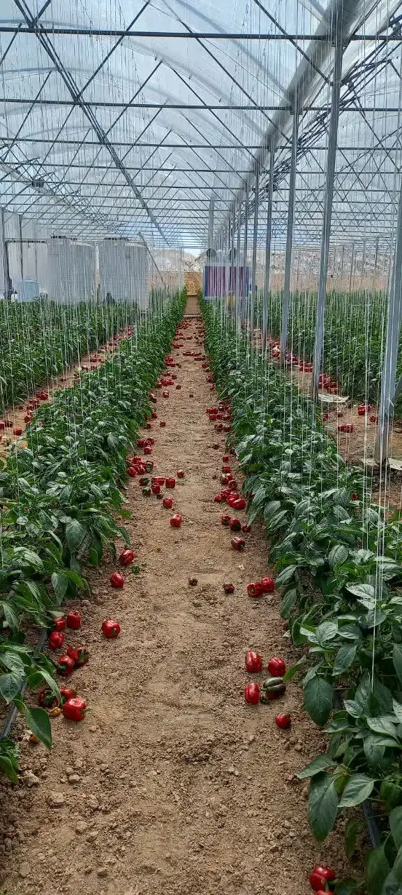 گلخانه|فروش زمین و ملک کلنگی|شاهین‌شهر, گرگاب|دیوار