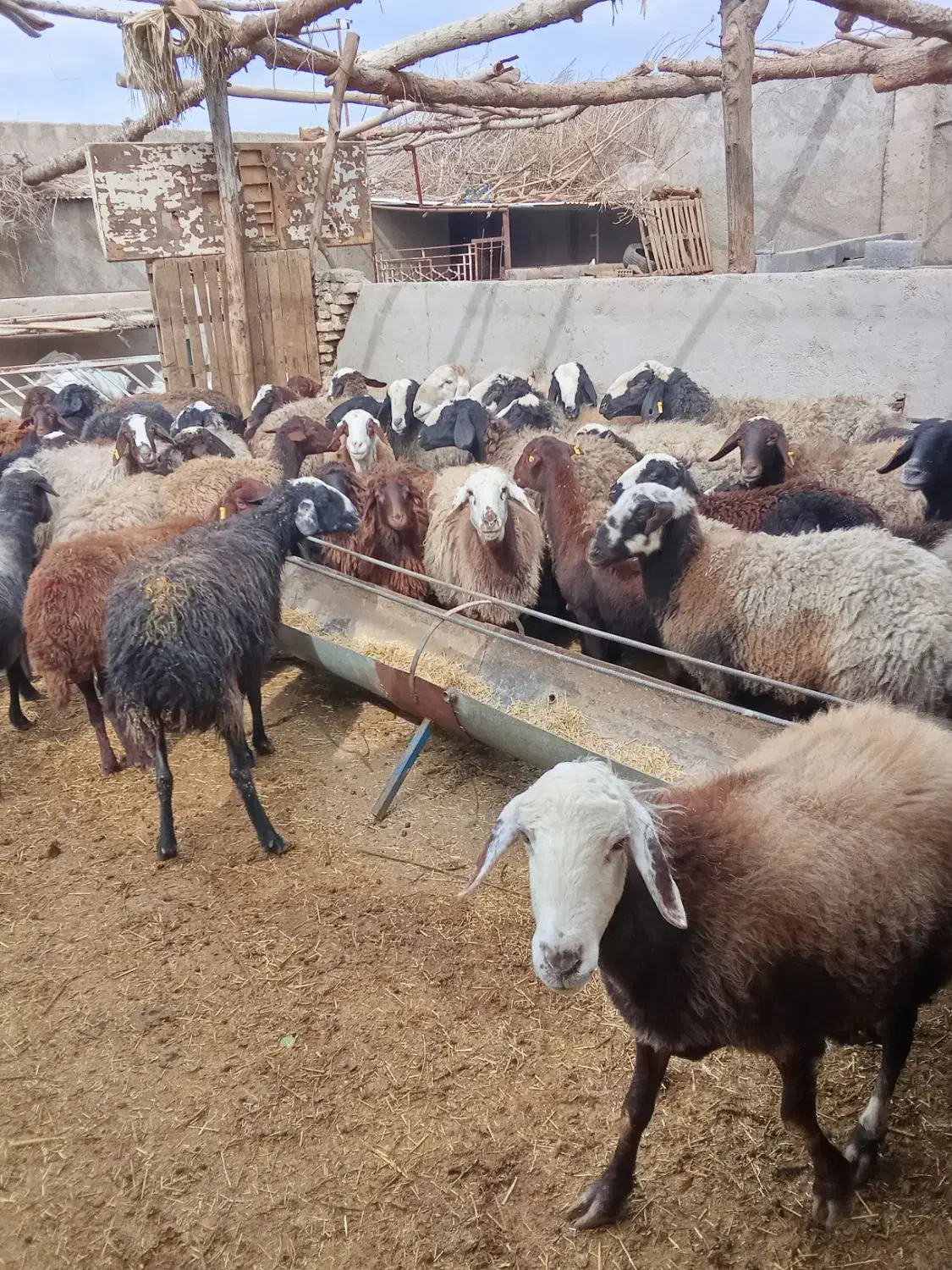 میش 40راس|حیوانات مزرعه|یزد, |دیوار