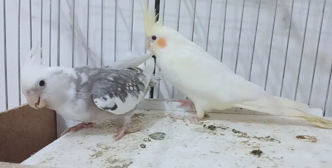 عروس هلندی به همراه دو جوجه ۲۰ روز ه|پرنده|بن, |دیوار