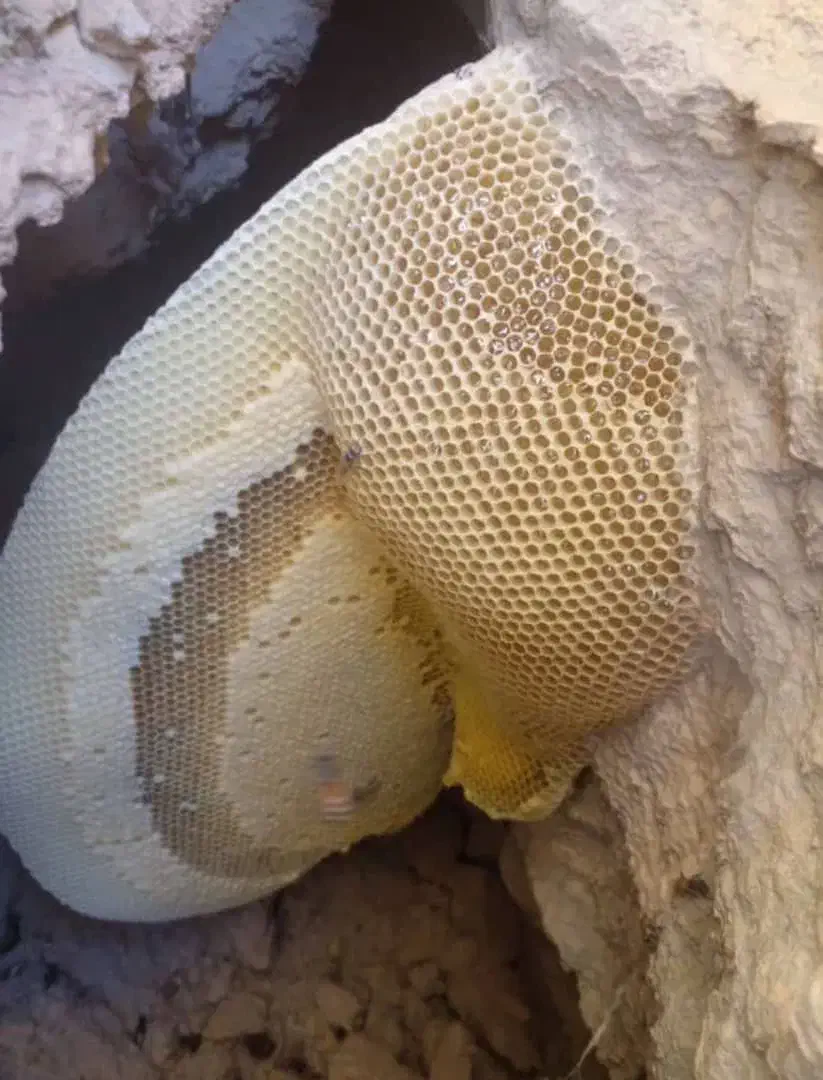 عسل وحشی|خوردنی و آشامیدنی|فیروزآباد (فارس), |دیوار