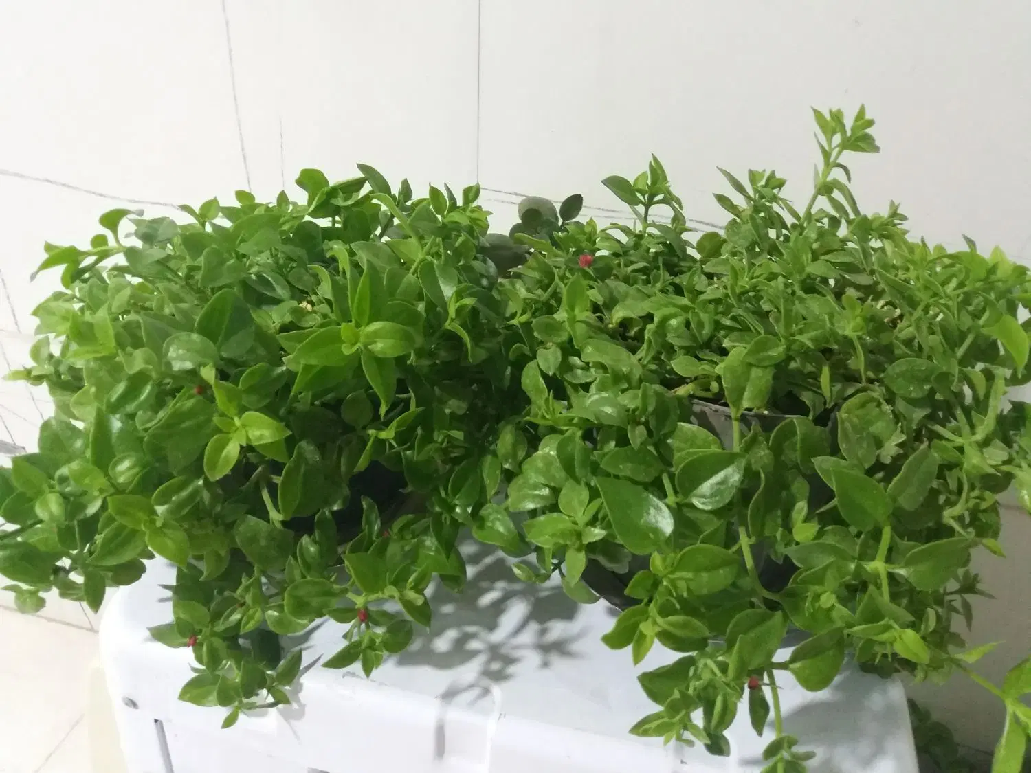 گل یخی|گل و گیاه طبیعی|قوچان, |دیوار