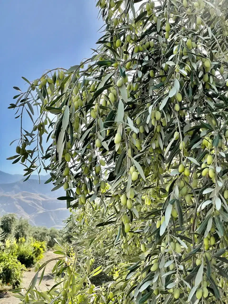 زمین گیلان رشت/ و فروش باغ زیتون شمال(لوشان) ویلا|فروش زمین و ملک کلنگی|چهاردانگه (تهران), |دیوار