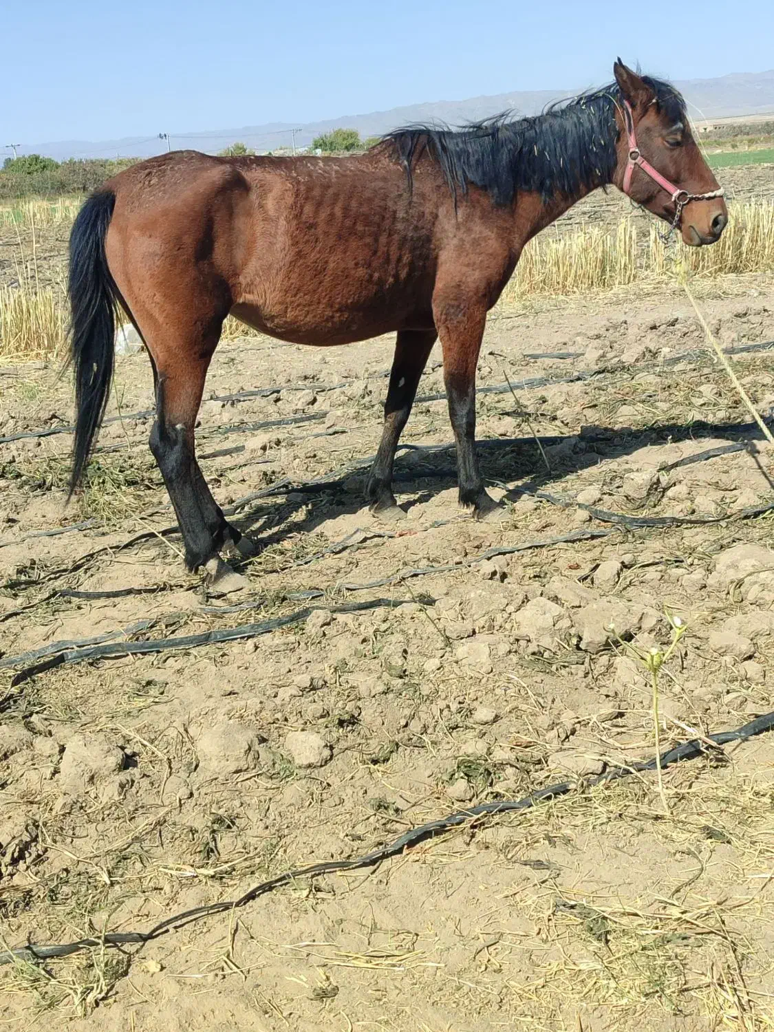 اسب مادیون|اسب و تجهیزات اسبسواری|فریمان, |دیوار