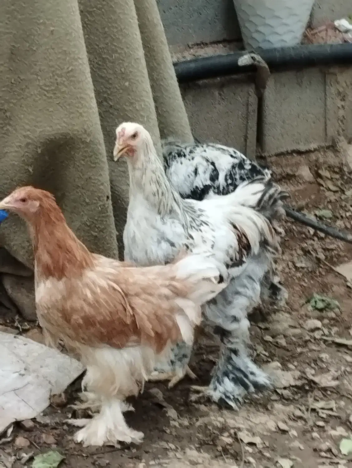 فروش مرغ  برهما،محلی ،گلین ،برهما|حیوانات مزرعه|صدرا-فارس, فاز ۱|دیوار