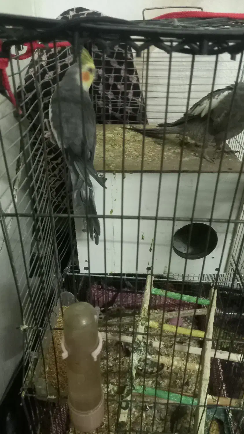 طوطی عروس هلندی|پرنده|کرمان, |دیوار