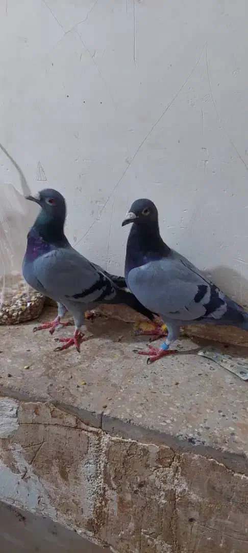 ی جفت سبز پلاکی|پرنده|اشکذر, |دیوار