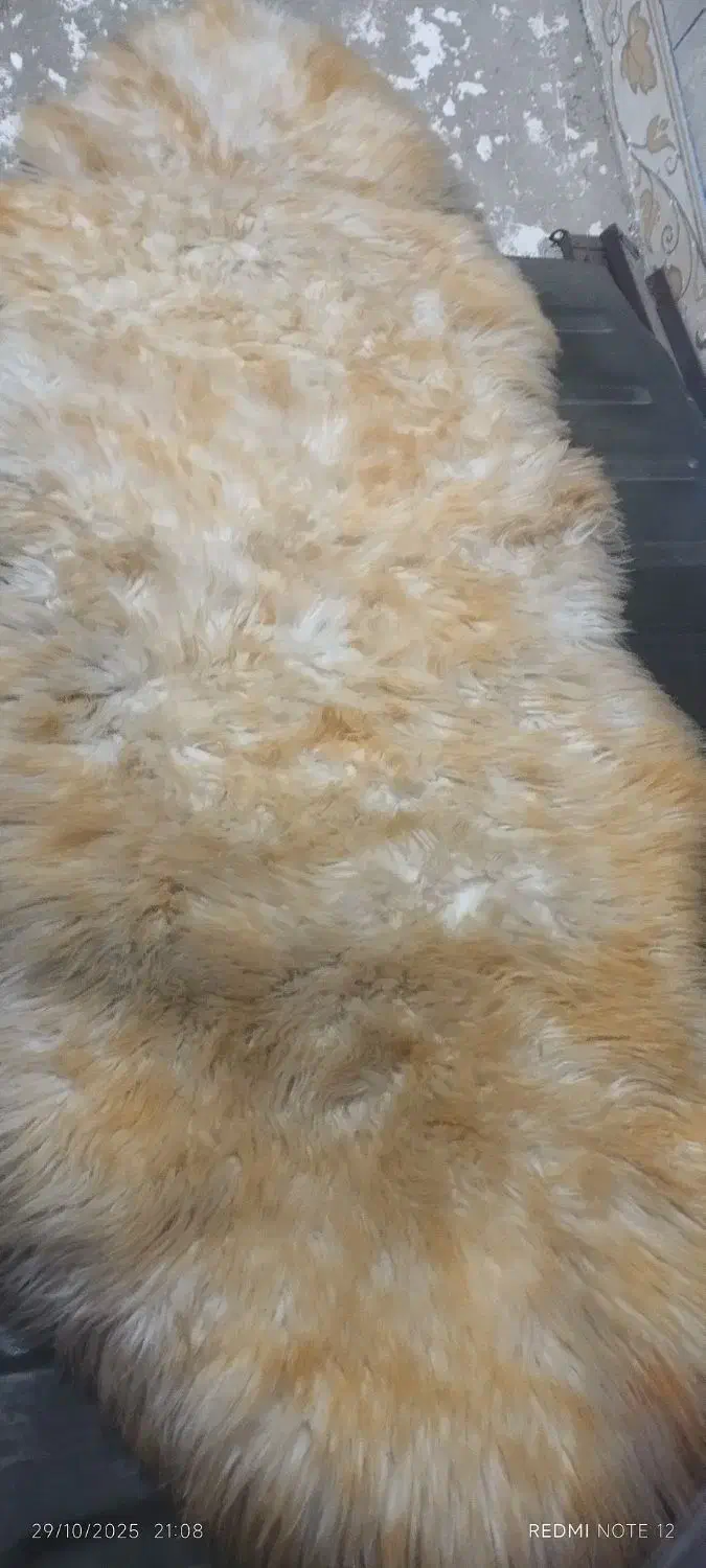 خز نو|فرش|ایرانشهر, |دیوار