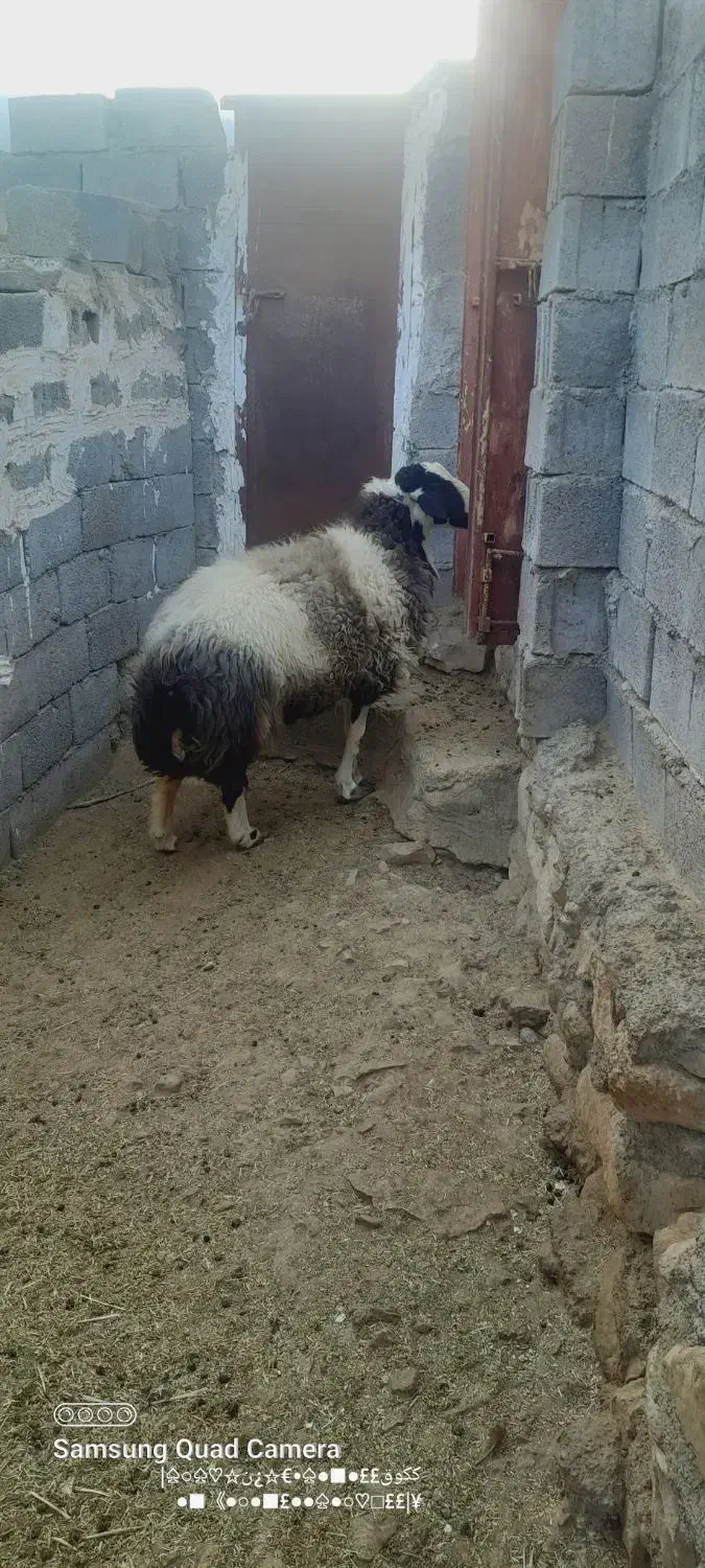 غوچ هترو با ژن دوقلو زایی|حیوانات مزرعه|بستک, |دیوار