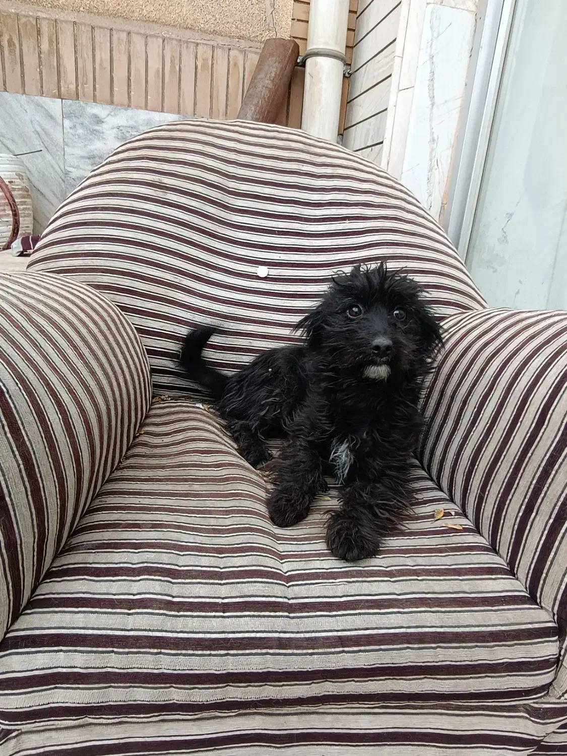 پاکوتاه سگ|سگ|تایباد, |دیوار