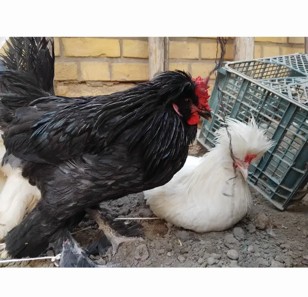 مرغ و خروس سلطان وزینتی|حیوانات مزرعه|قم, دورشهر|دیوار