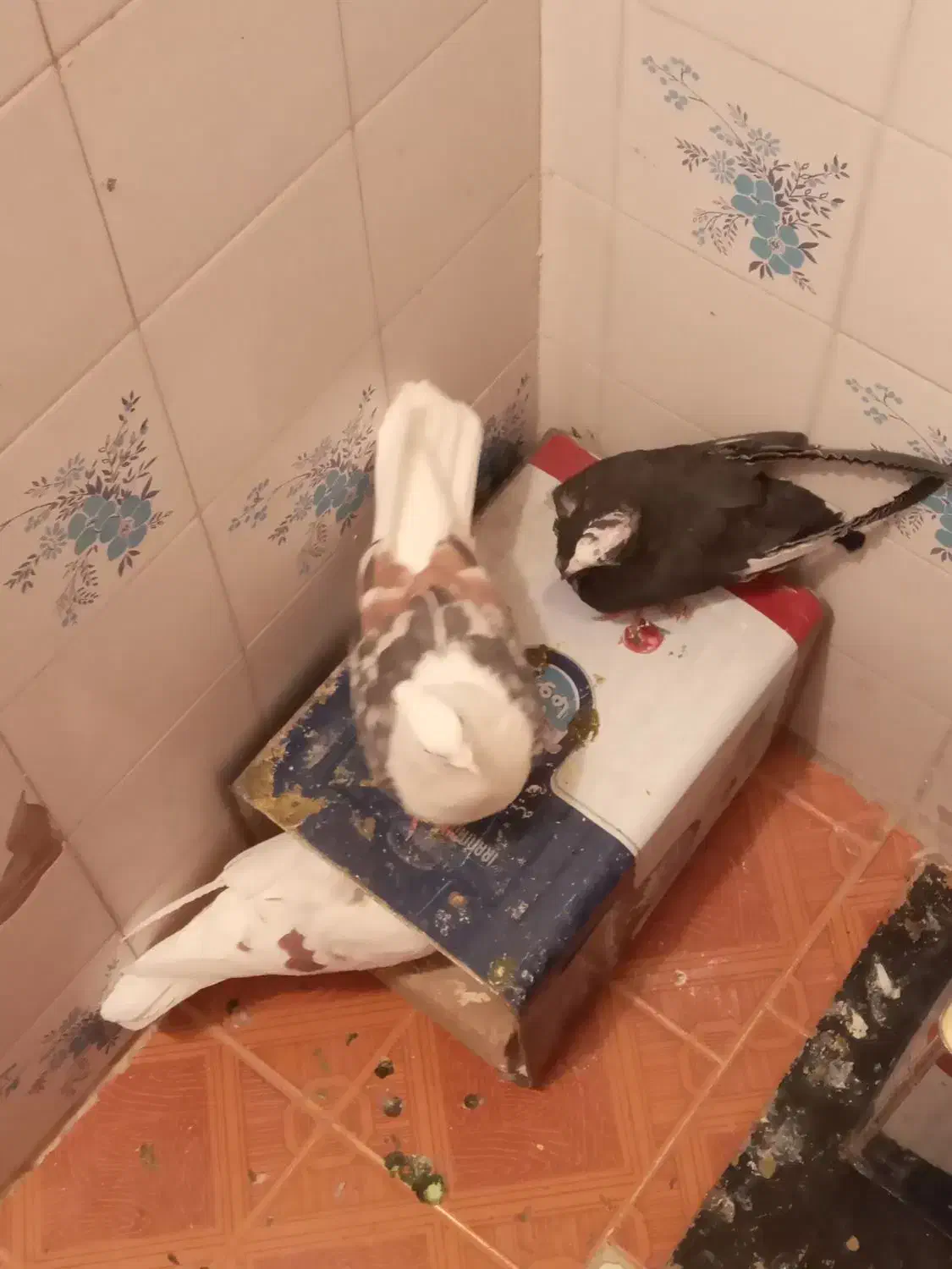 کفتر|پرنده|بروجرد, |دیوار