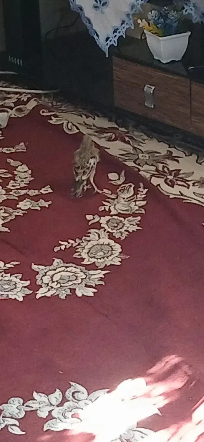 سهره خاکی|پرنده|زرقان, |دیوار