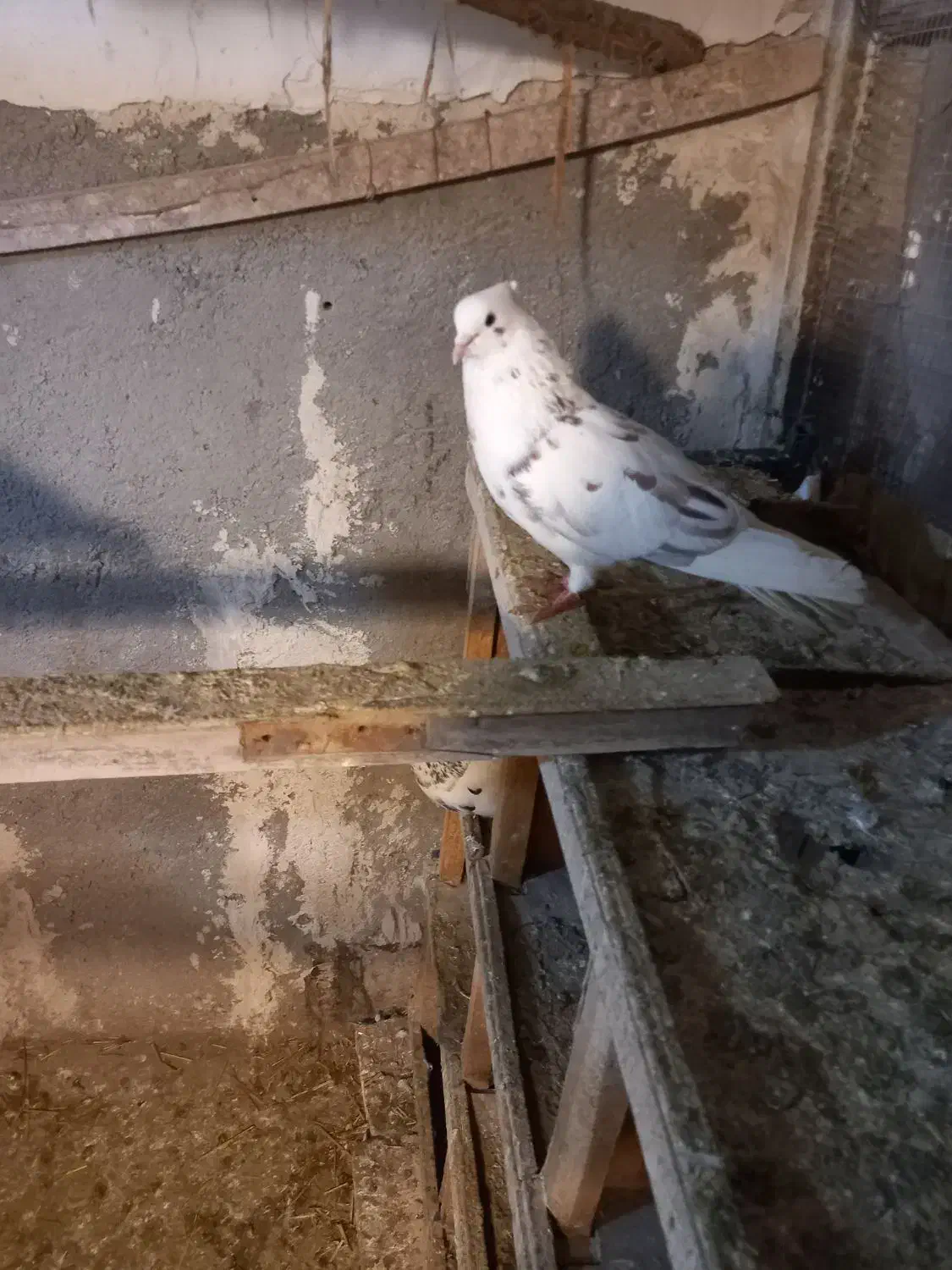 کفتر پرشی|پرنده|سراب, |دیوار