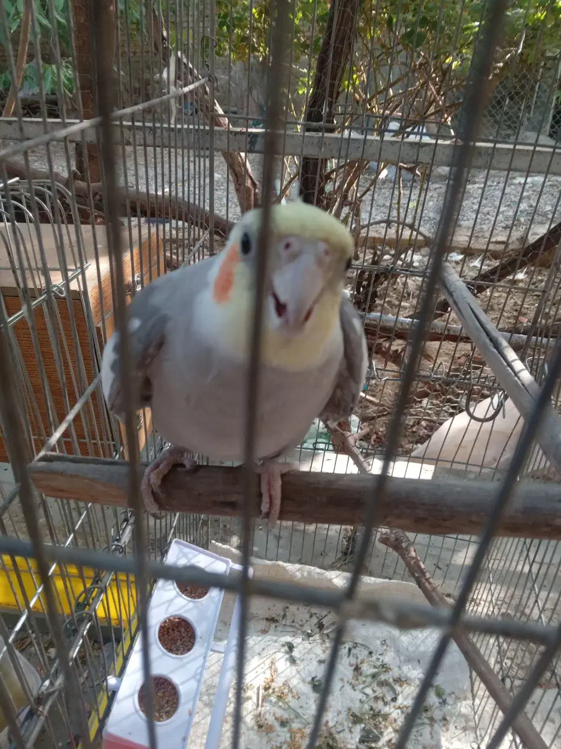 عروس هلندی نر گمشده|پرنده|آبسرد, |دیوار