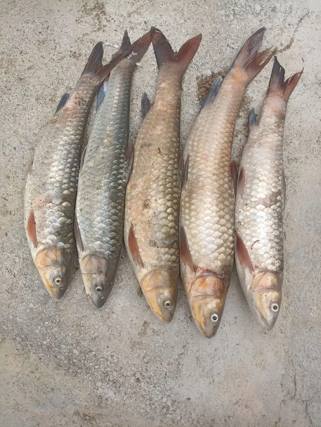 شیربت امروز|ماهی|اندیمشک, |دیوار