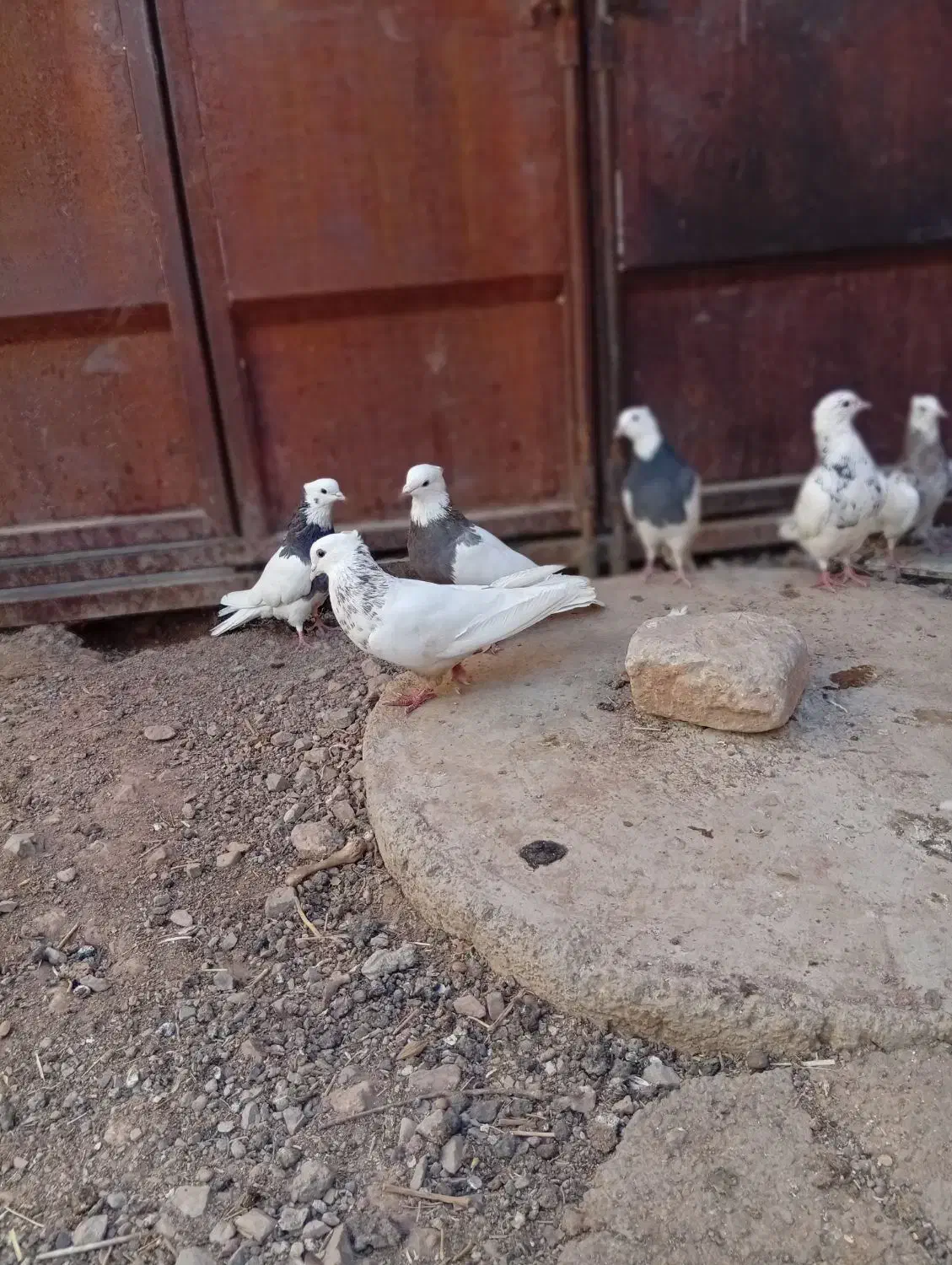 کبوتر طوقی پرشی معاوضه با عروس|پرنده|خانمیرزا, |دیوار