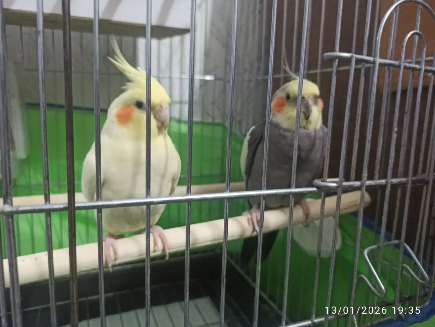 عروس هلندی|پرنده|دهگلان, |دیوار