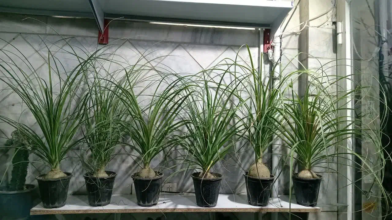 گل طبیعی|گل و گیاه طبیعی|شازند, |دیوار