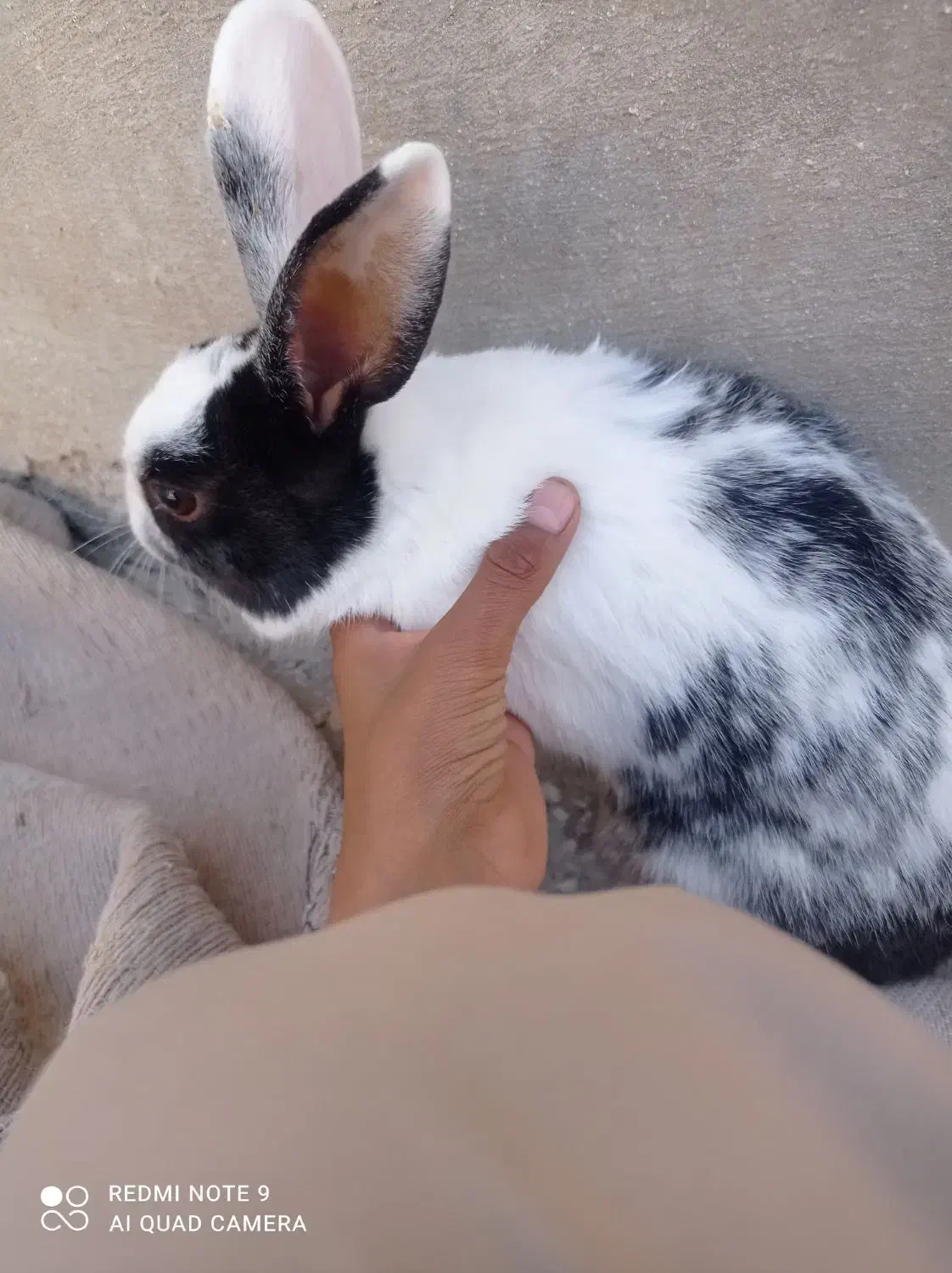 خرگوش چشم دورنگ آبی وقهوه ایی|موش و خرگوش|زاهدان, |دیوار