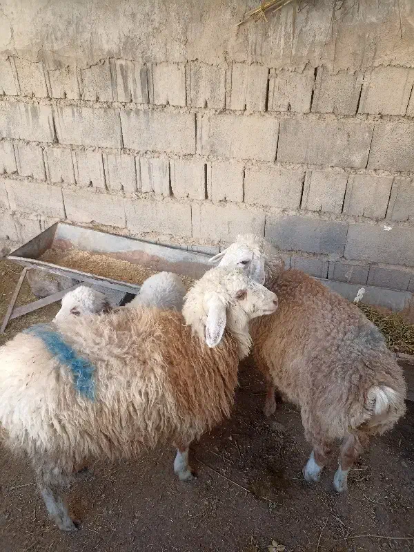 بره|حیوانات مزرعه|مانه, |دیوار