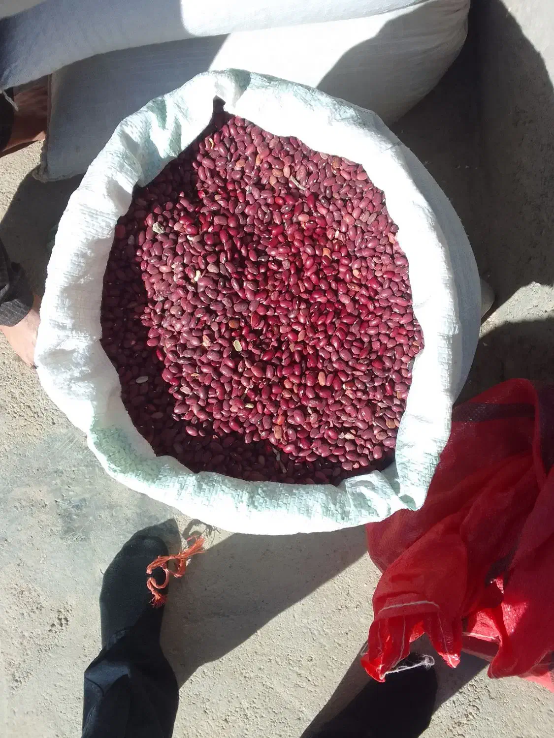 لوبیا قرمز|عمده‌فروشی|قیدار, |دیوار