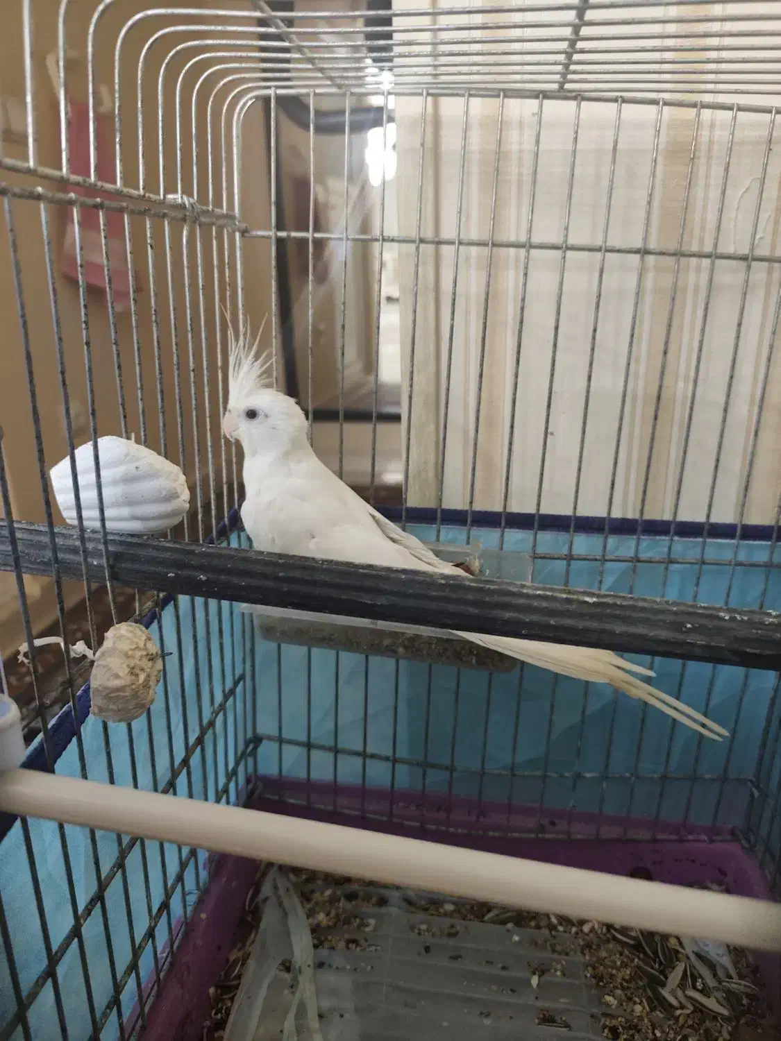 عروس نر آلیبو وفنچ کرواتی|پرنده|بندرعباس, |دیوار