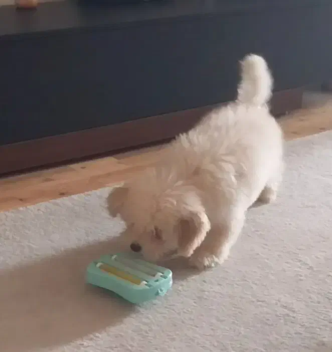 سگ پودل|سگ|تهران, پرستار|دیوار