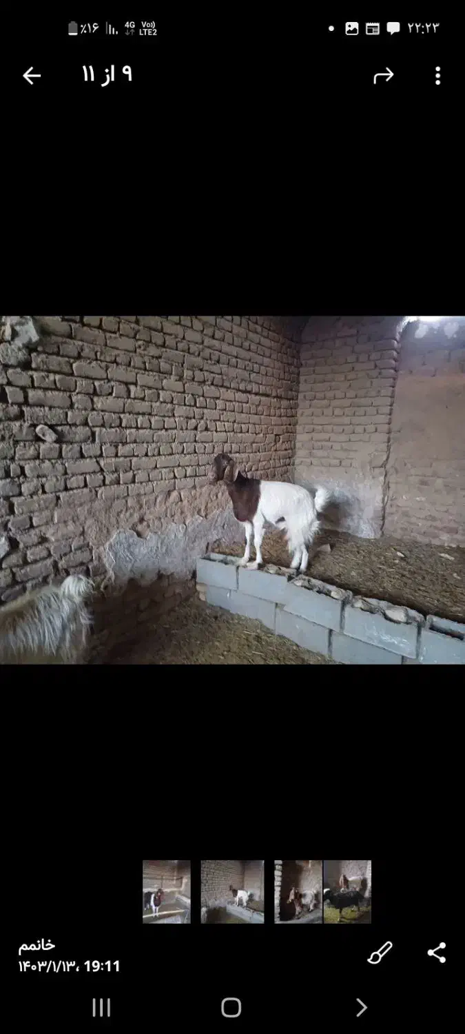 بزغاله نر|حیوانات مزرعه|اردستان, |دیوار