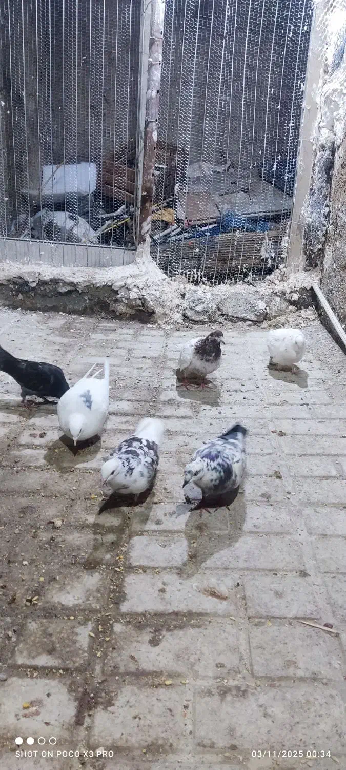 کبوتر|پرنده|مینودشت, |دیوار