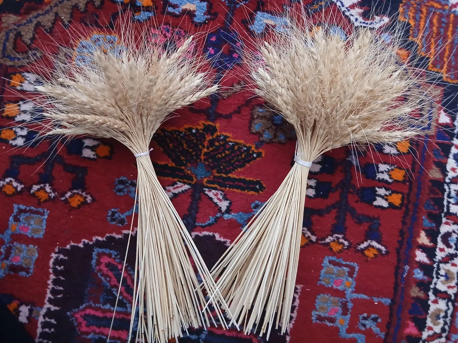 گندم|گل و گیاه طبیعی|تویسرکان, |دیوار
