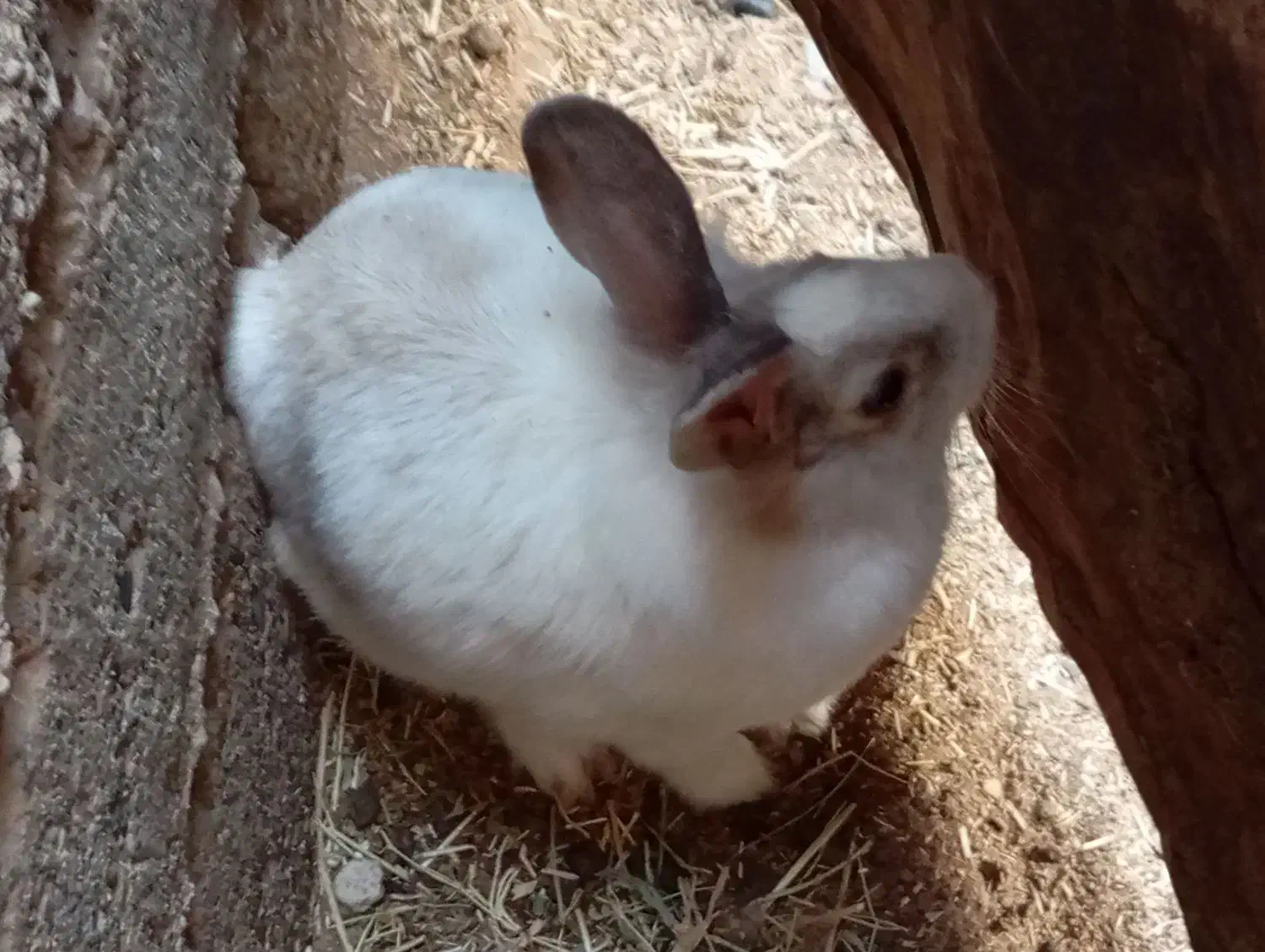 خرگوش|موش و خرگوش|زابل, |دیوار