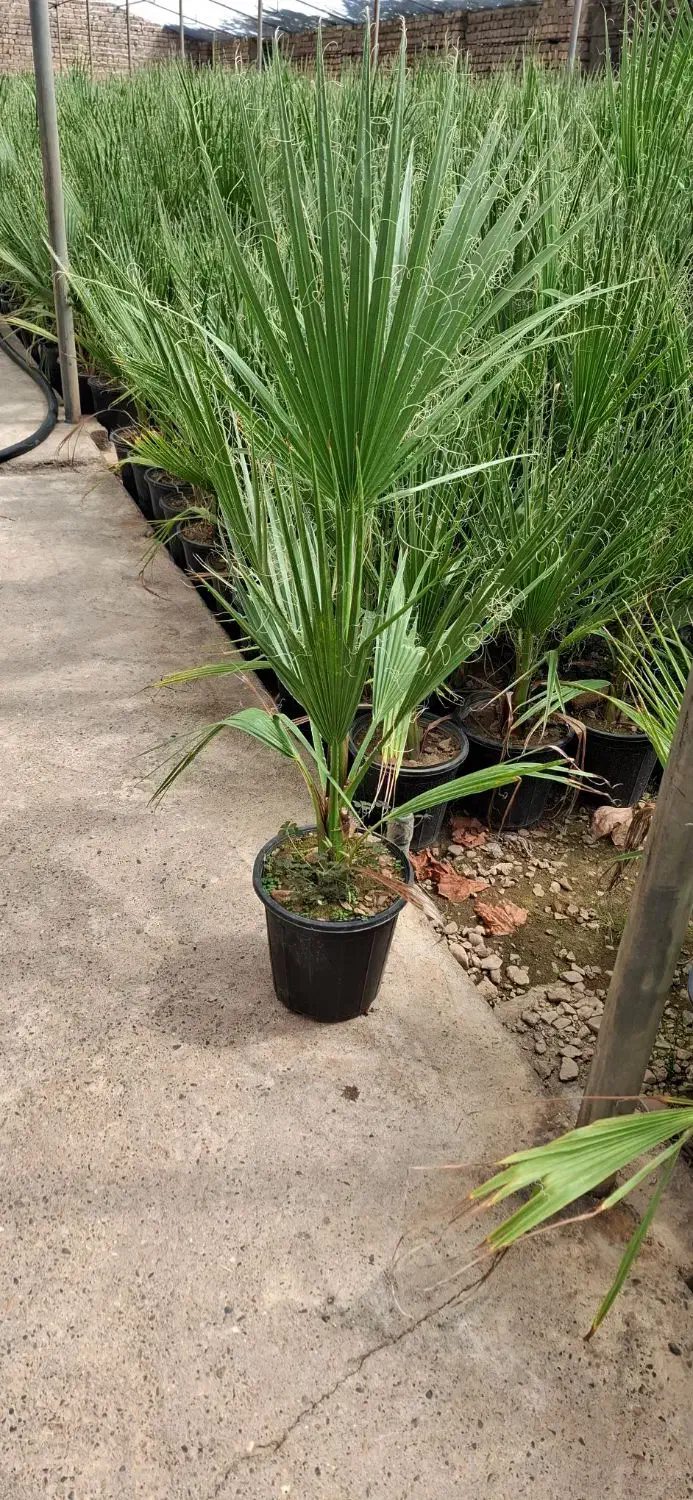 پالم|گل و گیاه طبیعی|محلات, |دیوار