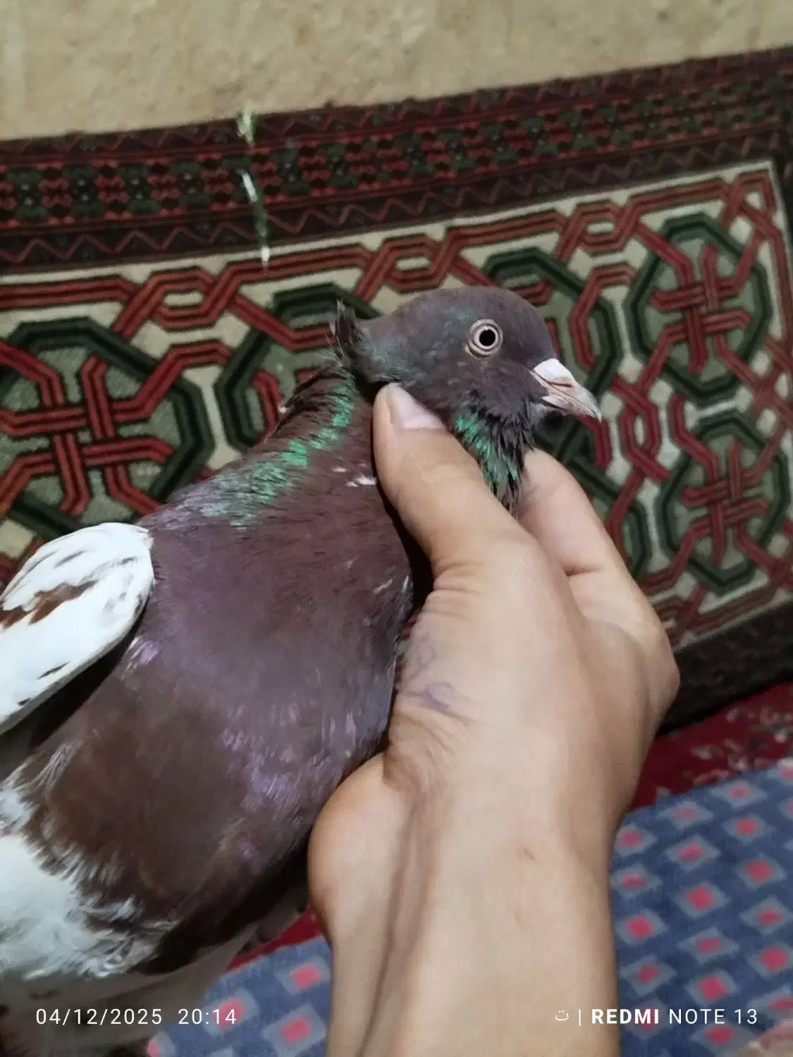 کبوتر|پرنده|آزادشهر, |دیوار