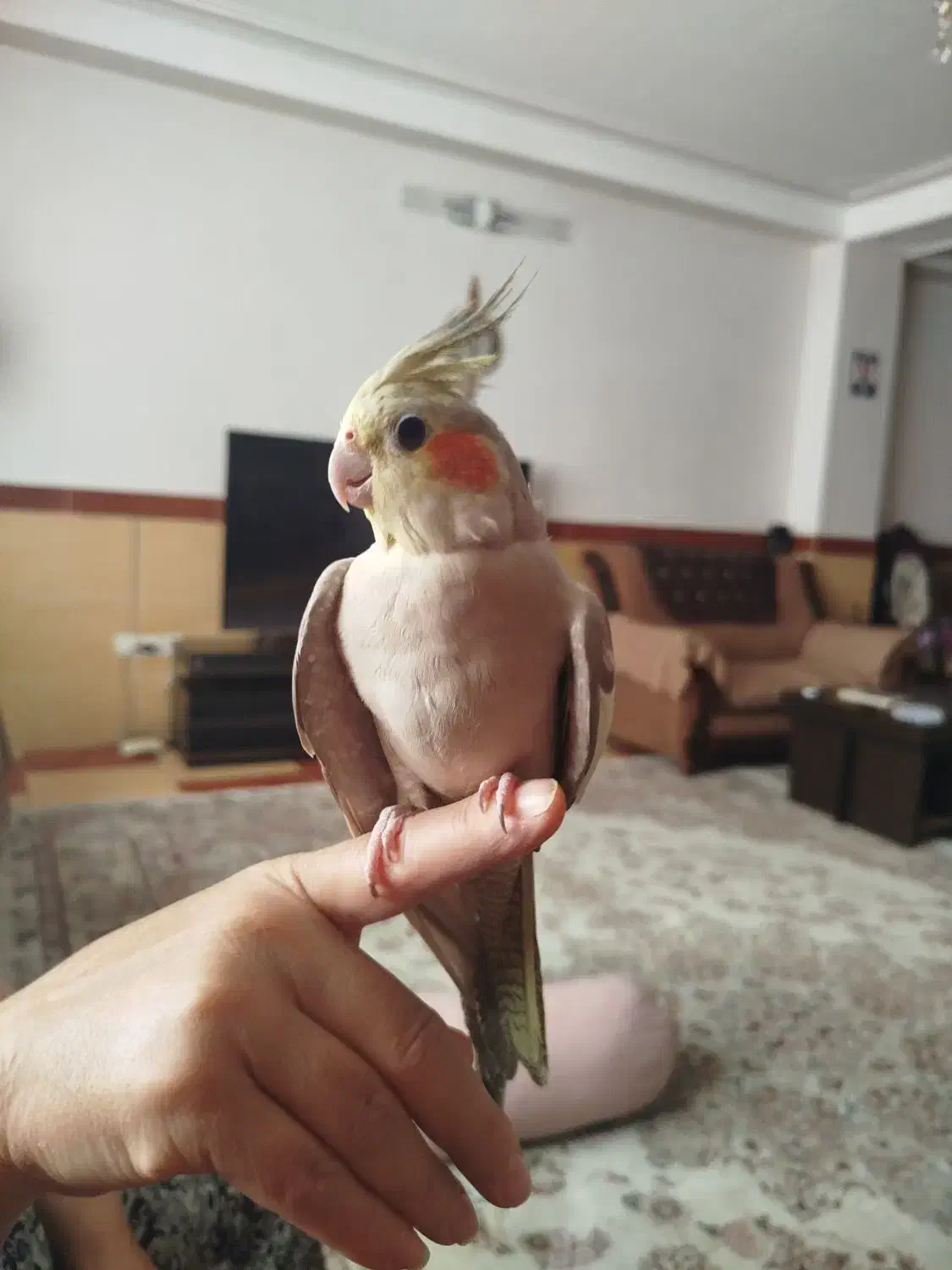 عروس هلندی|پرنده|زنجان, |دیوار