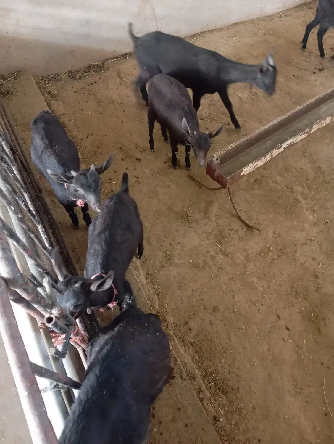 بزغاله مورسیا|حیوانات مزرعه|اصفهان, ارداجی|دیوار