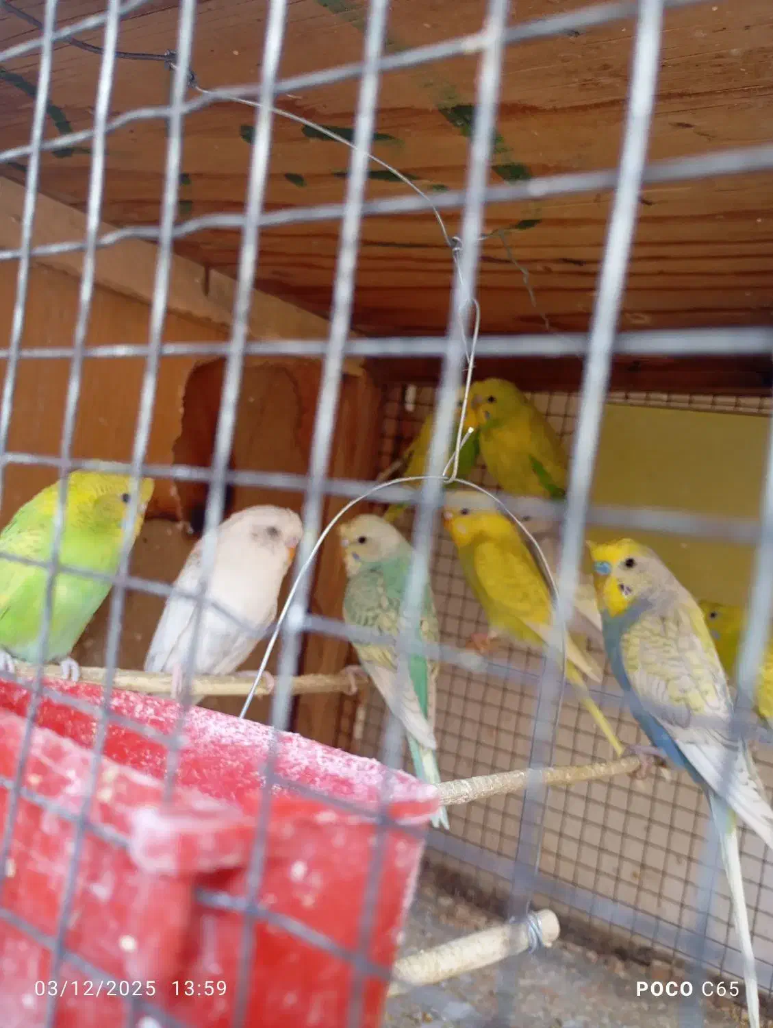 مرغ عشق کاکلی|پرنده|زرقان, |دیوار