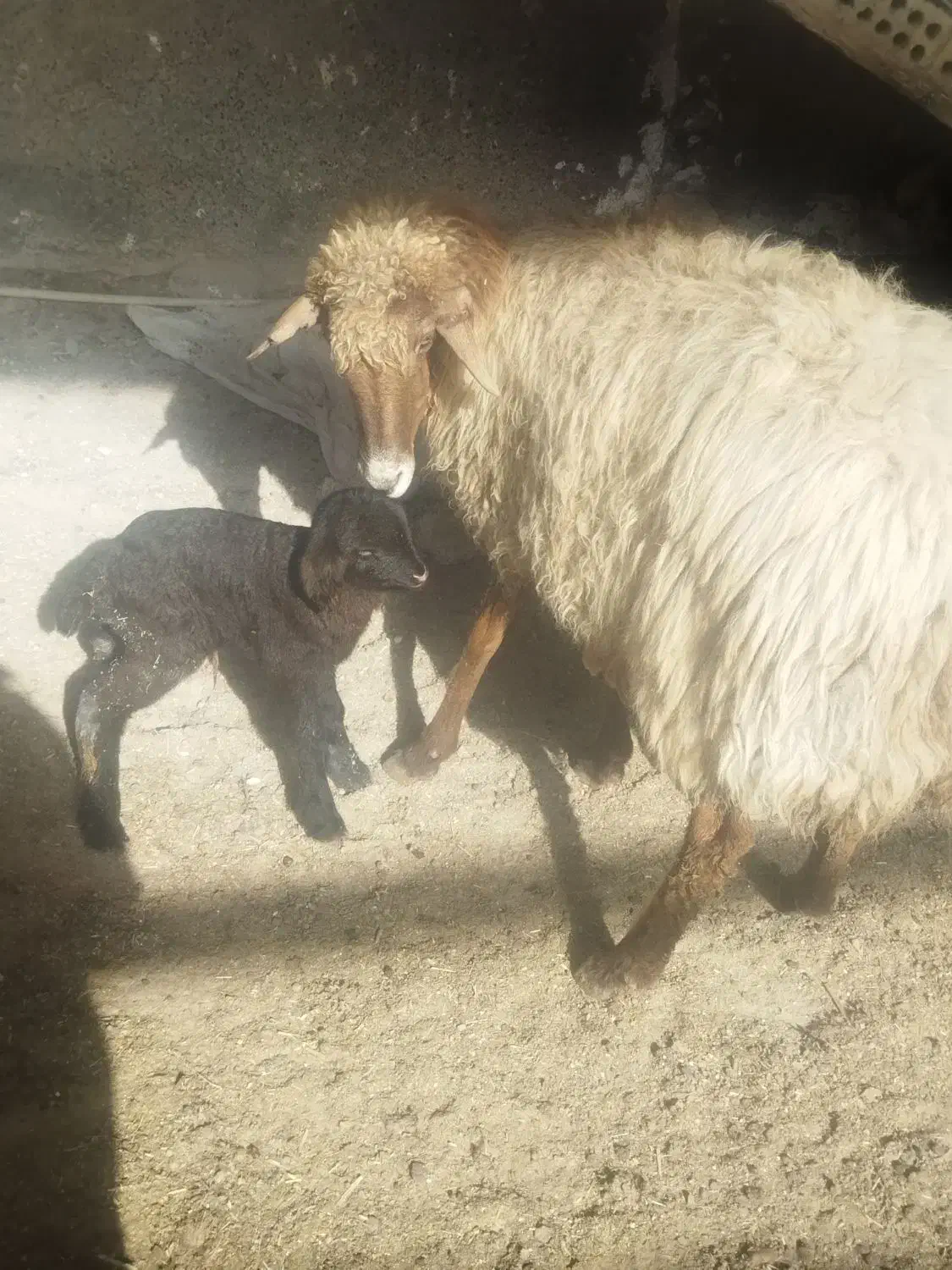 یک راس میش زاییده|حیوانات مزرعه|رضویه, |دیوار