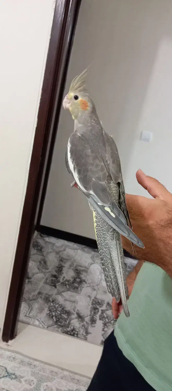 عروس هلندی مولد یا یه جوجه|پرنده|هرسین, |دیوار