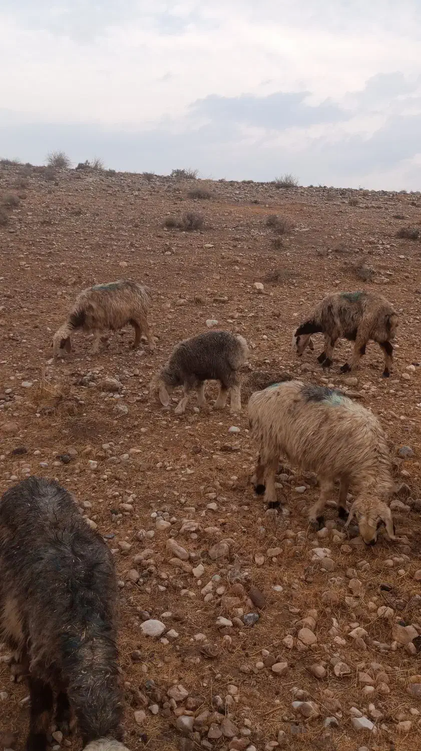 میش بره دار و آبستن قوچ (گوسفند)|حیوانات مزرعه|کازرون, |دیوار