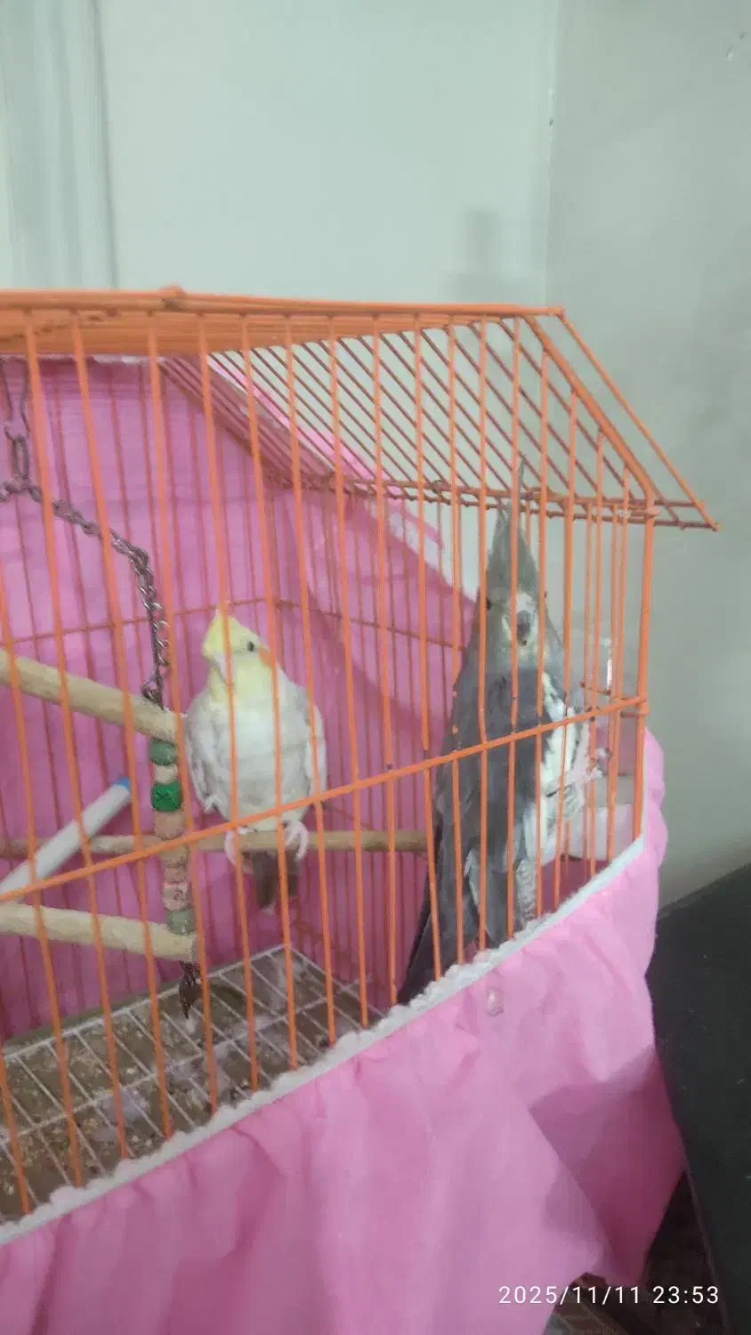 دو عدد عروس هلندی 1200000|پرنده|قائم‌شهر, |دیوار