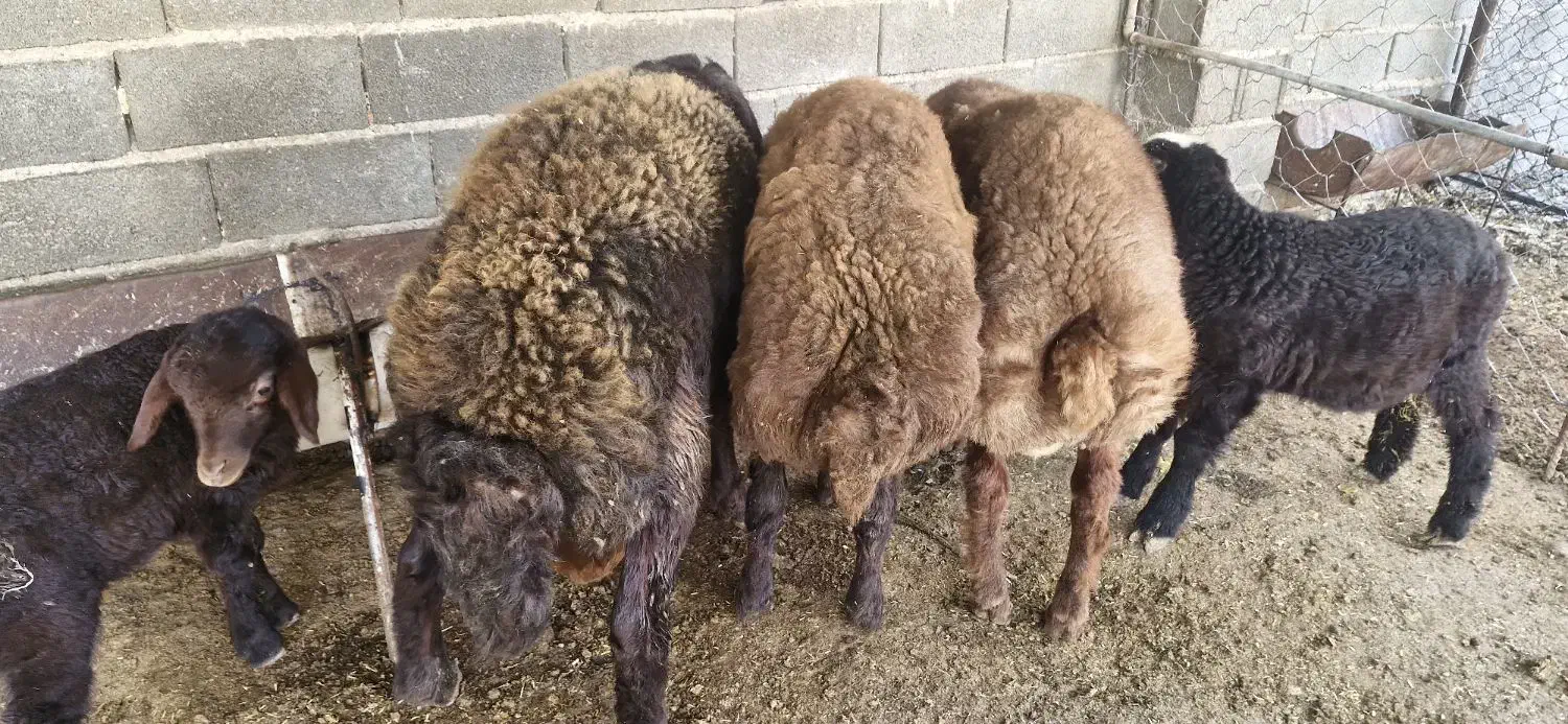 بره قوچی هترو|حیوانات مزرعه|کلاله, |دیوار