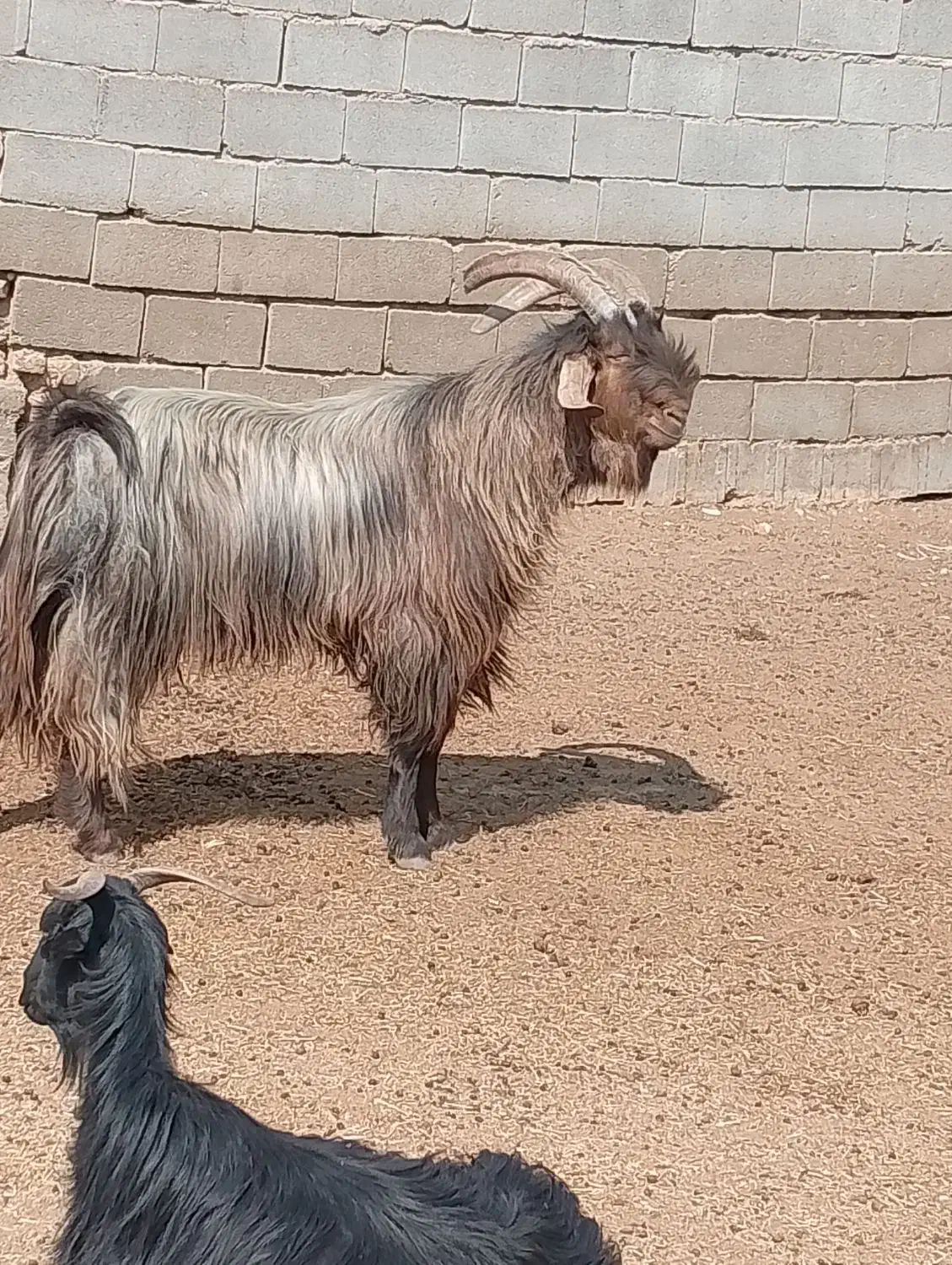 چبش داشتی 4ساله|حیوانات مزرعه|فسا, |دیوار