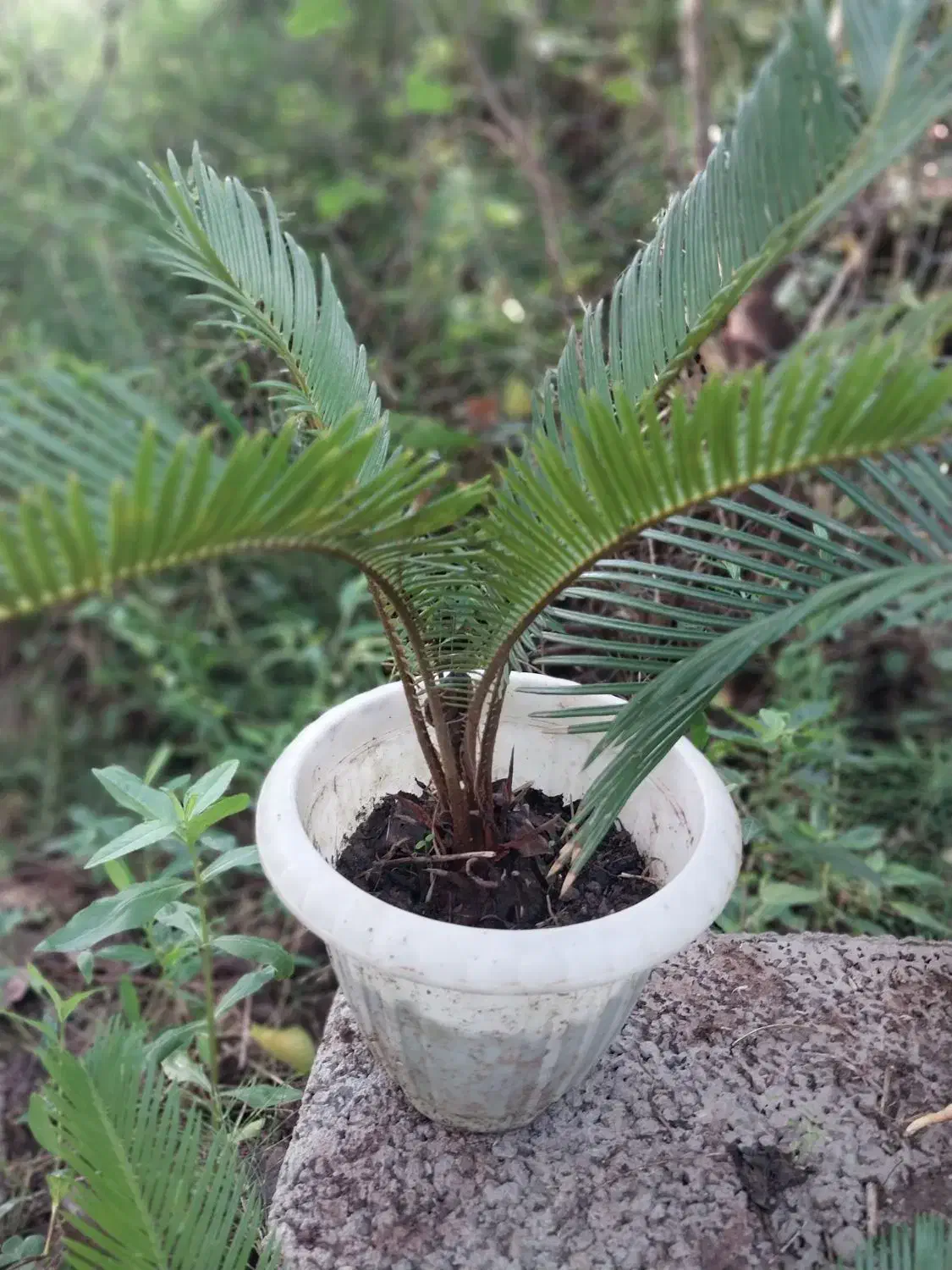 سیکاس|گل و گیاه طبیعی|رشت, حومه رشت|دیوار