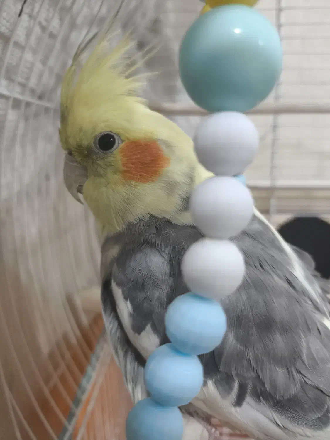 عروس هلندی|پرنده|آبدانان, |دیوار