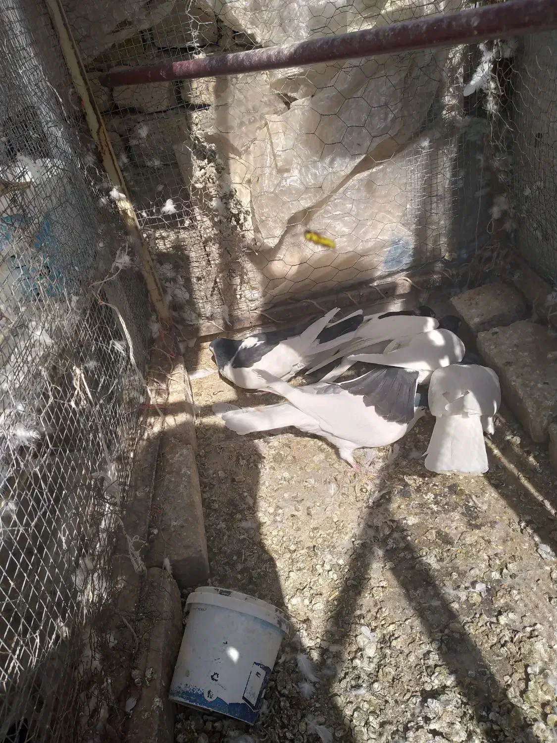 کبوتر چپ و راست و خال|پرنده|تربتحیدریه, اندیشه|دیوار