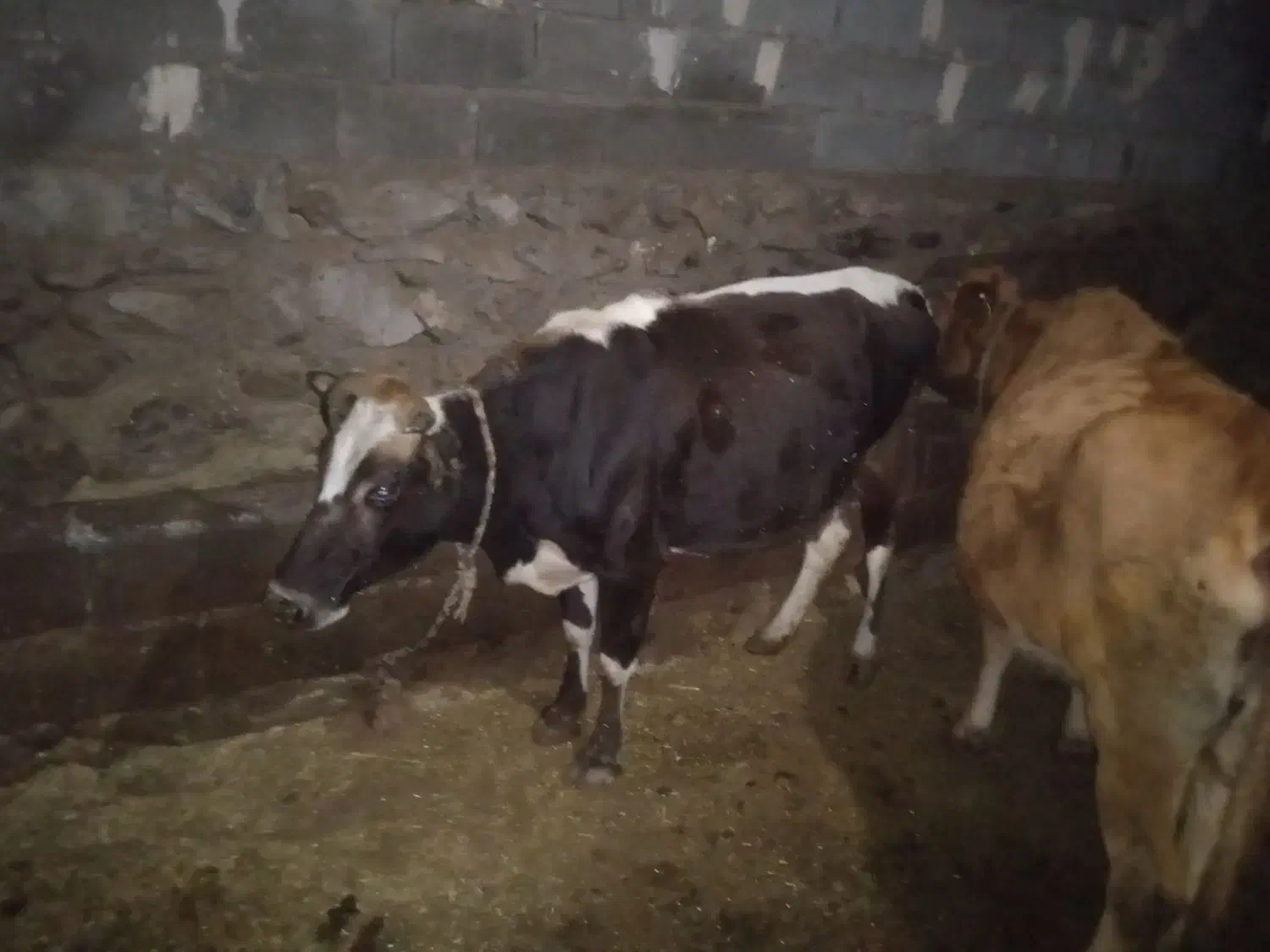 فروش گوساله ماده جوان  زایمان هستی|حیوانات مزرعه|اهر, |دیوار