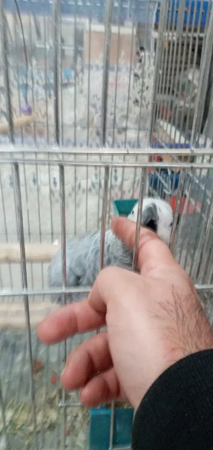 کاسکو مرغ عشق  و عروس  کوتوله مولد  قناری  مینا|پرنده|اصفهان, کوجان|دیوار